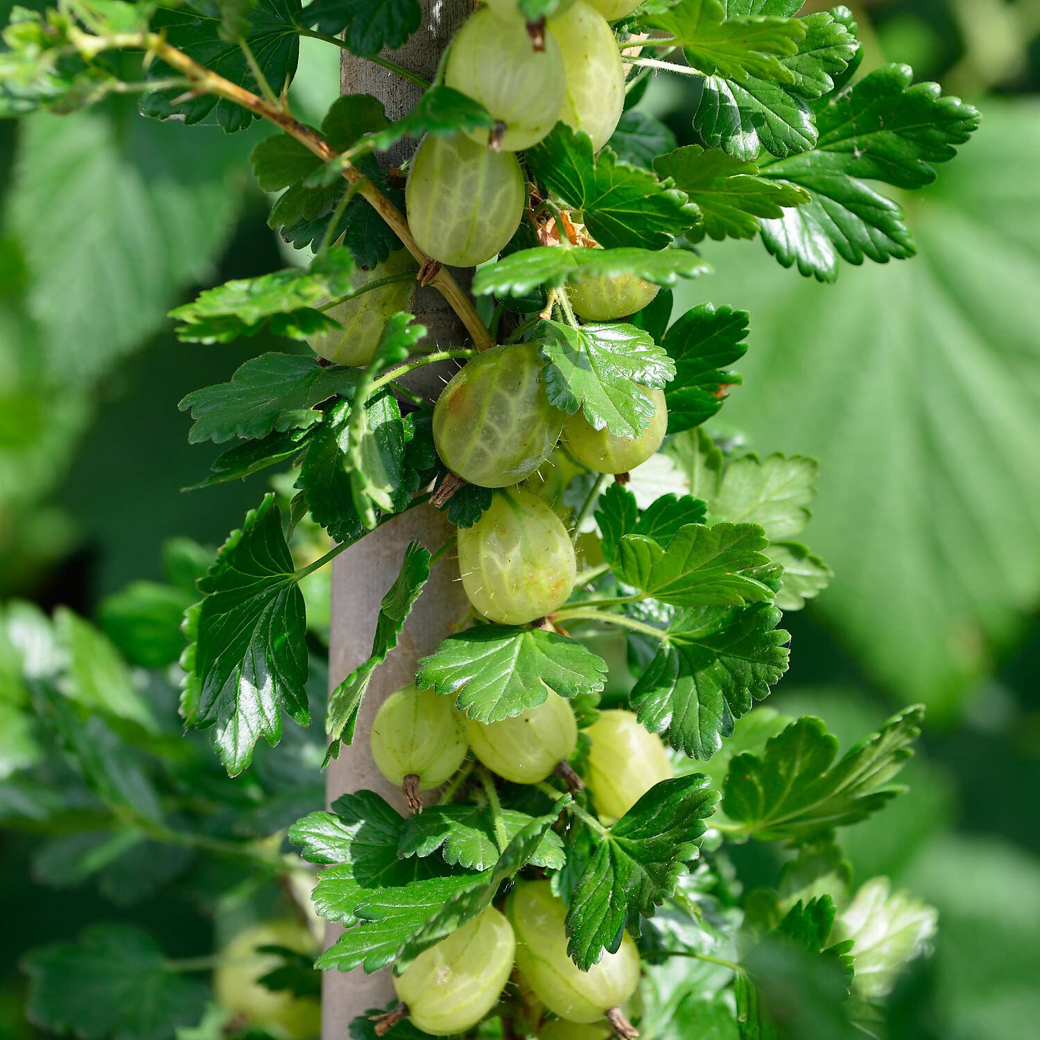 Kategorie <b>Obst </b> - Stachelbeere 'Inventa' - Ribes uva crispa 'Inventa'