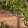 Ribes uva crispa Remarka ®