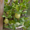 Ribes uva crispa Remarka ®