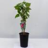 Rubus idaeus Aroma Queen ® C 2 30-40 cm