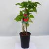 Rubus idaeus Tulameen C 2 30-40 cm