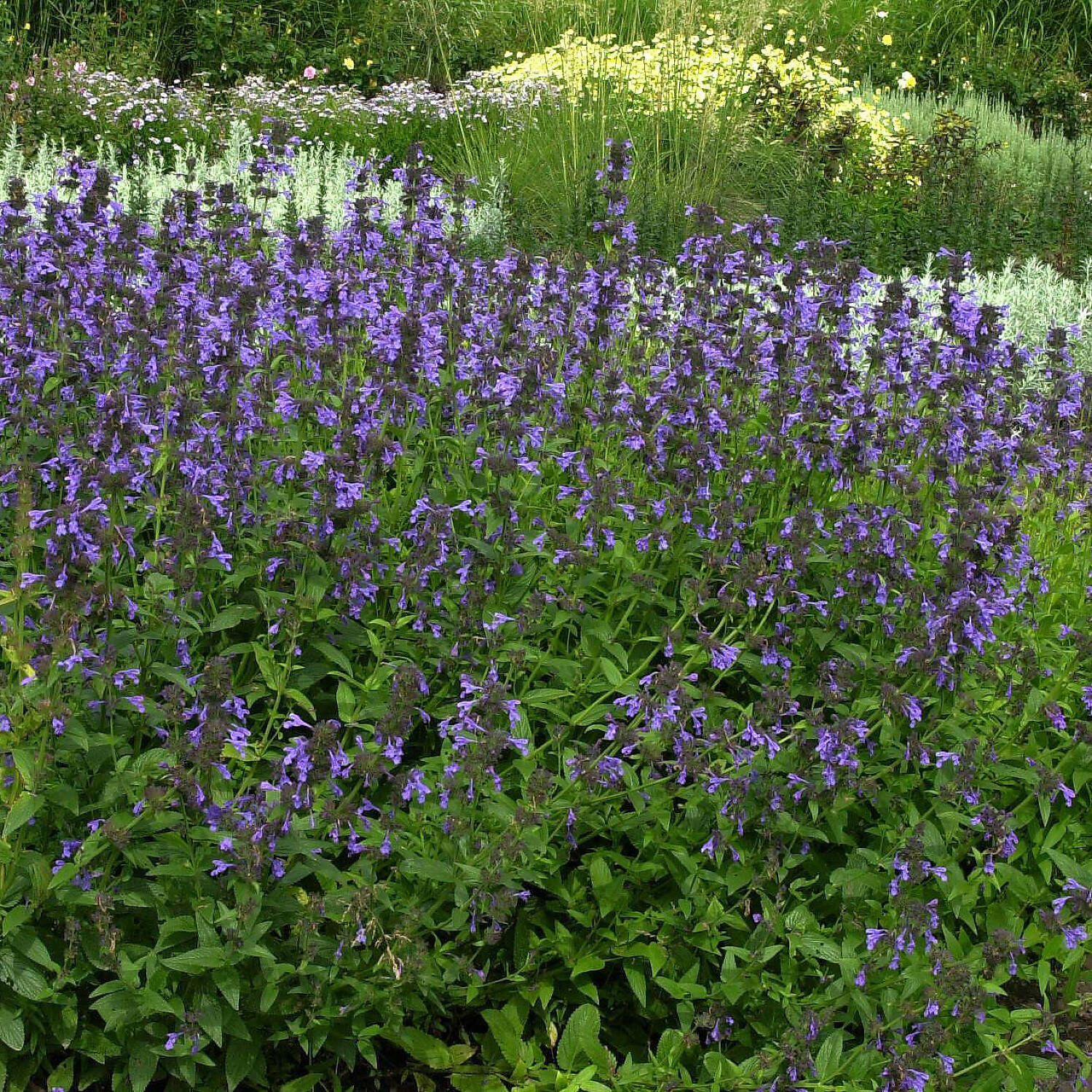Kategorie <b>Stauden </b> - Traubige Garten-Katzenminze - Nepeta sibirica