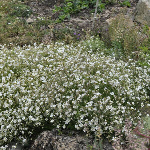 Pritzelago alpina subsp. alpina