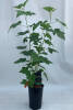 Ribes nigrum Rosenthals Langtraubige C 3 40-60 cm