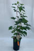 Ribes sativa Weiße Langtraubige C 3 60 cm