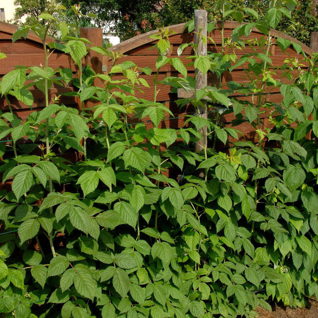 Rubus idaeus Himbo Top C 3 60 cm