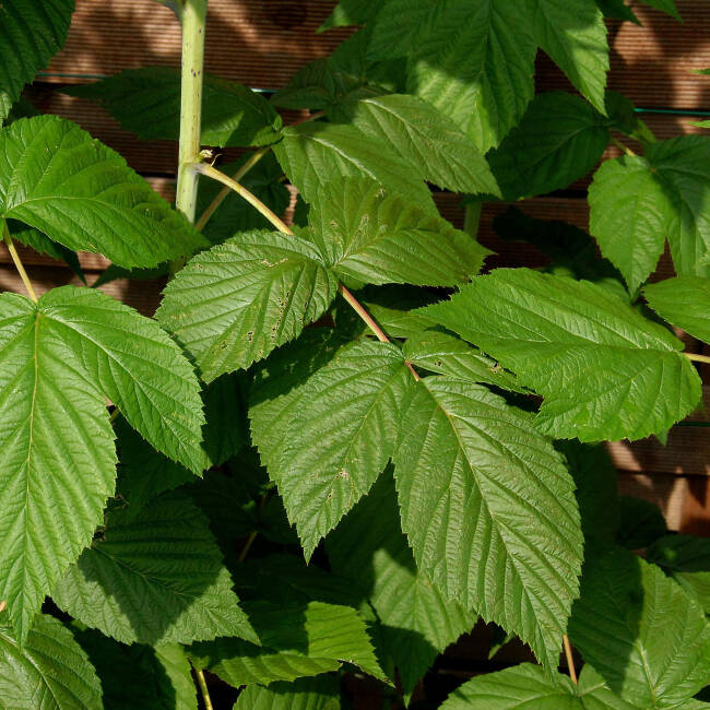 Rubus idaeus Himbo Top C 3 60 cm