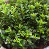 Euonymus japonicus Green Empire®