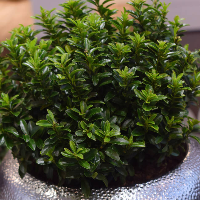 Euonymus japonicus Green Empire® P 0,5 10-20 cm