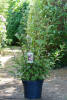 Viburnum bodnantense Dawn C 3 40-60 cm
