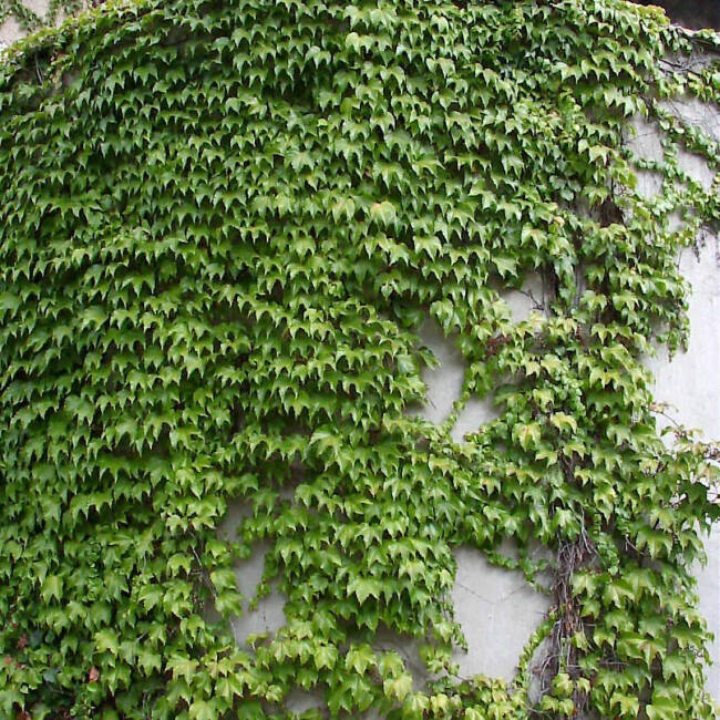 Parthenocissus tricuspidata Veitchii C 3-5 100-150 cm