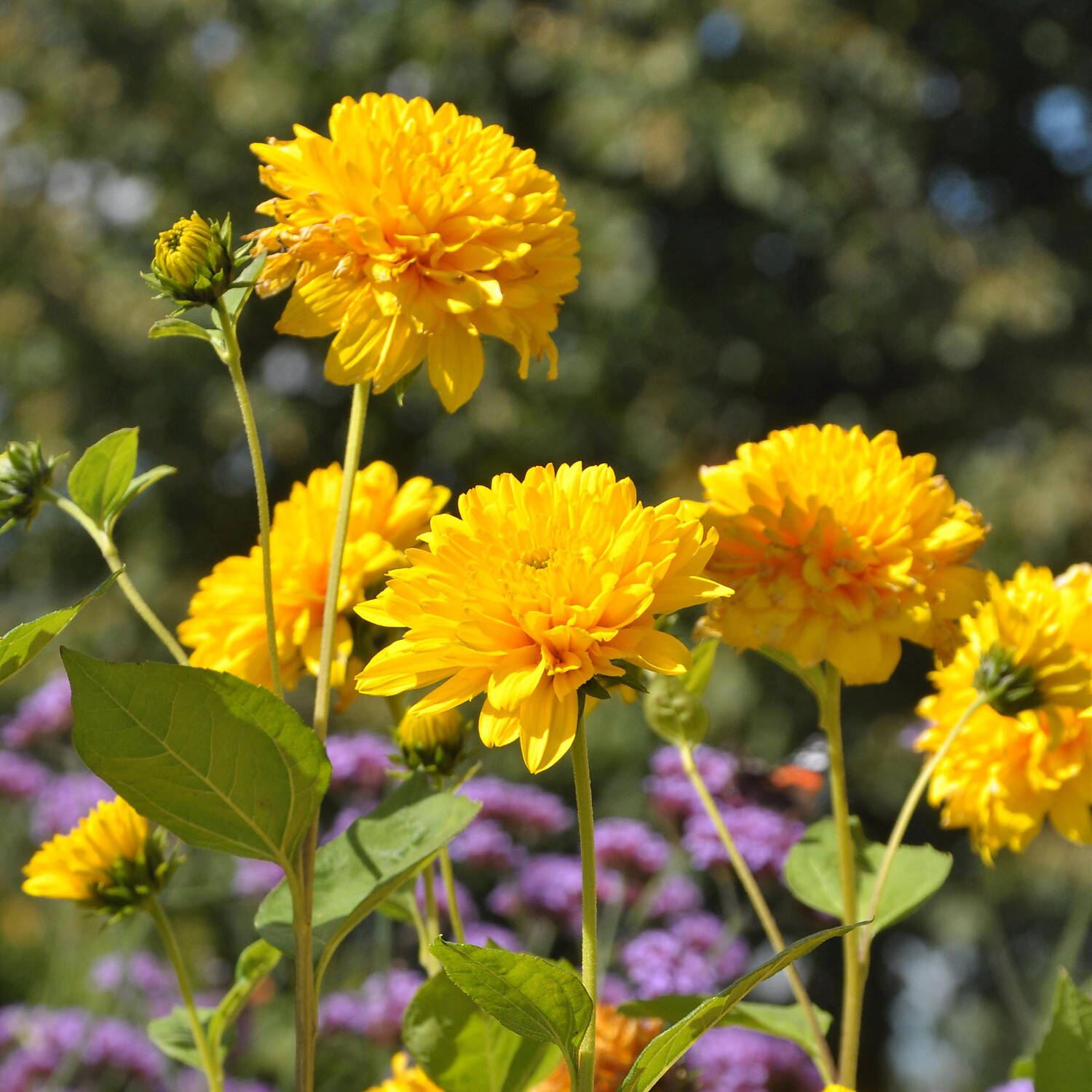 Stauden-Sonnenblume 'Soleil d'Or' - Helianthus decapetalus 'Soleil d`Or'