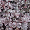 Heuchera micrantha Plum Pudding