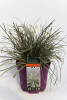 Carex dolichostachya Silver Sceptre C 5