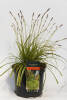 Carex oshimensis Everillo C 5