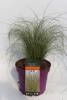 Carex comans Mint Curls C 5