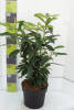 Prunus laurocerasus Genolia® C 4,6 40-60 cm