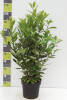 Prunus laurocerasus Green Torch® C 7 60-80 cm