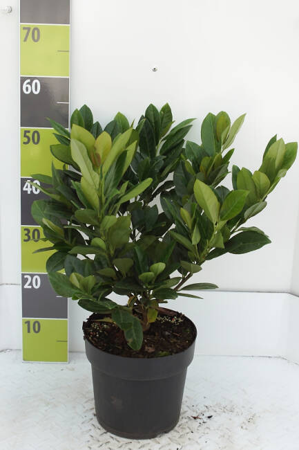 Prunus laurocerasus Titan® C 4,6 40-60 cm