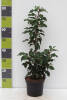 Prunus lusitanica Brenelia® C 3 40-60 cm