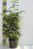 Prunus lusitanica Brenelia® C 7,5 80-100 cm