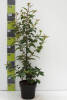 Prunus lusitanica Tico® C 4,6 80-100 cm