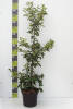 Prunus lusitanica Tico® C 12 125-150 cm