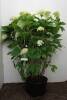 Hydrangea arborescens Annabelle C 15 80-100 cm
