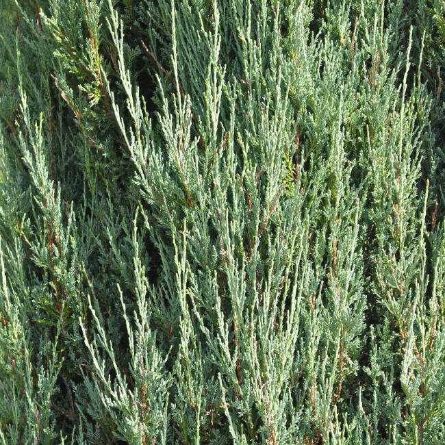 Juniperus scopulorum Blue Arrow C 7,5 60-80 cm
