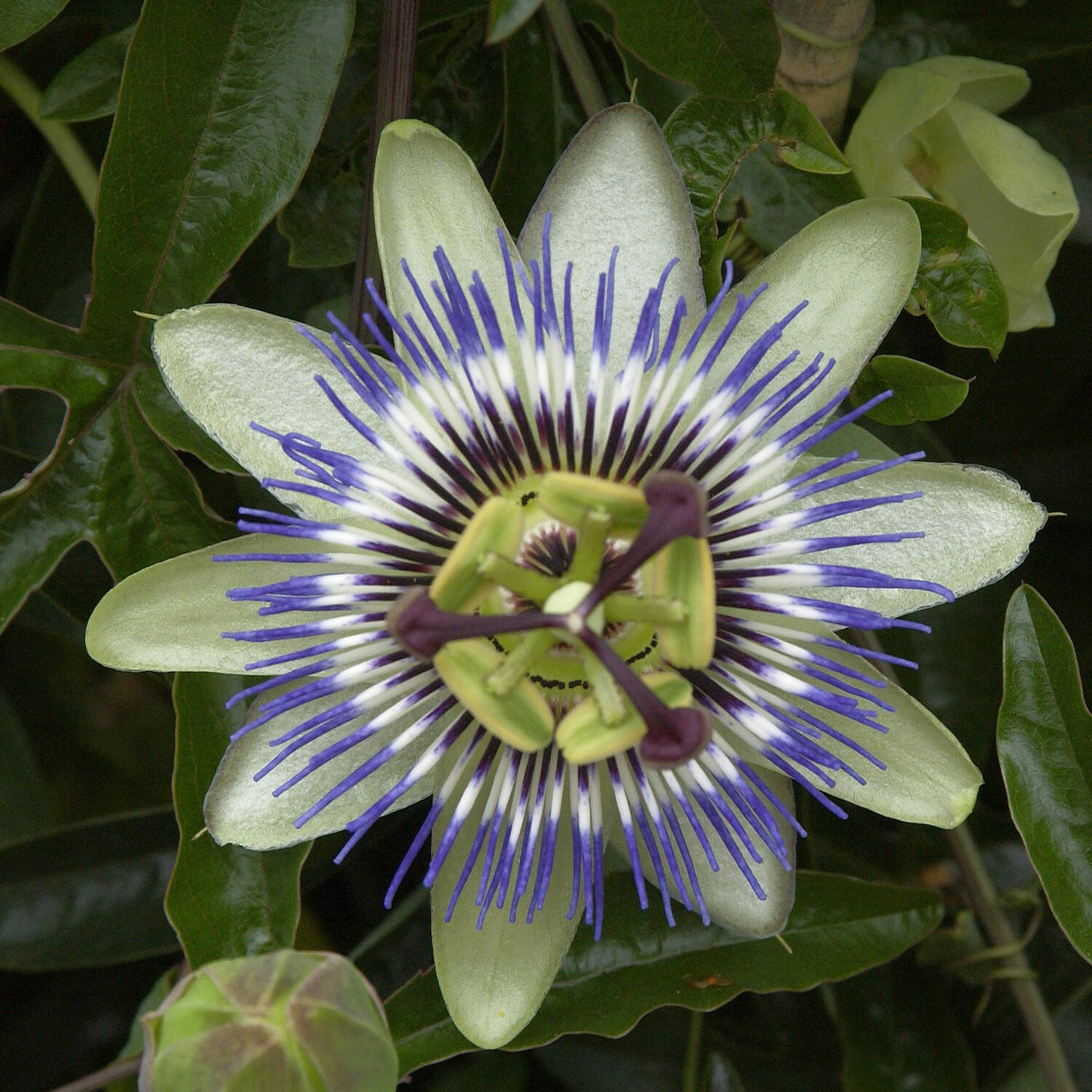Kategorie <b>Kletterpflanzen </b> - Blaue Passionsblume - Passiflora caerulea