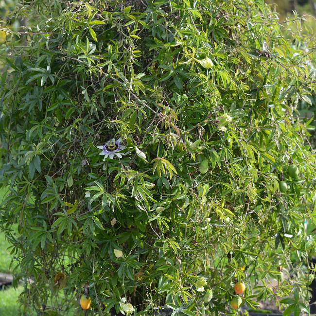 Passiflora caerulea C 2 40-60 cm