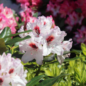 Rhododendron Hybride Graffito