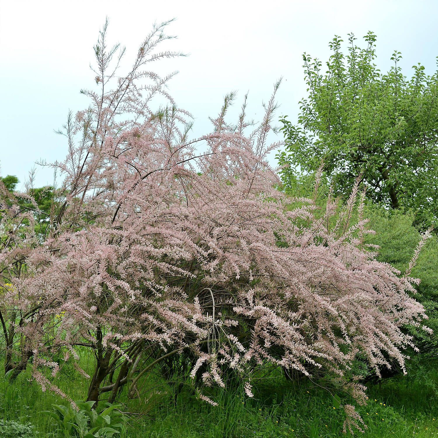 Kategorie <b>Laubbäume </b> - Frühlingstamariske / Kleinblütige Tamariske - Tamarix parviflora