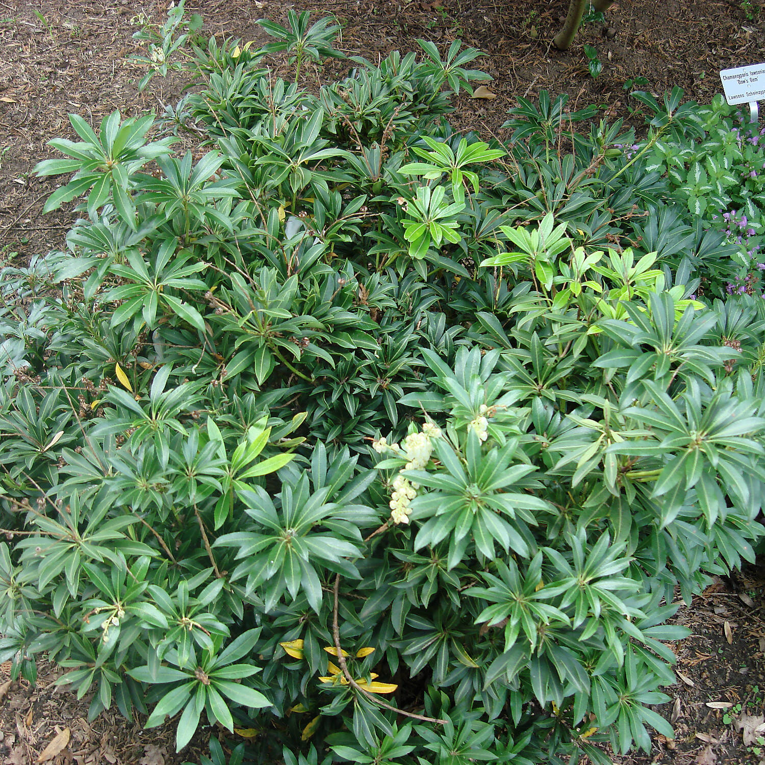 Kategorie <b>Laubbäume </b> - Schattenglöckchen 'Purity' - Pieris japonica 'Purity'