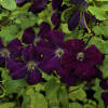 Clematis viticella Royal Velours