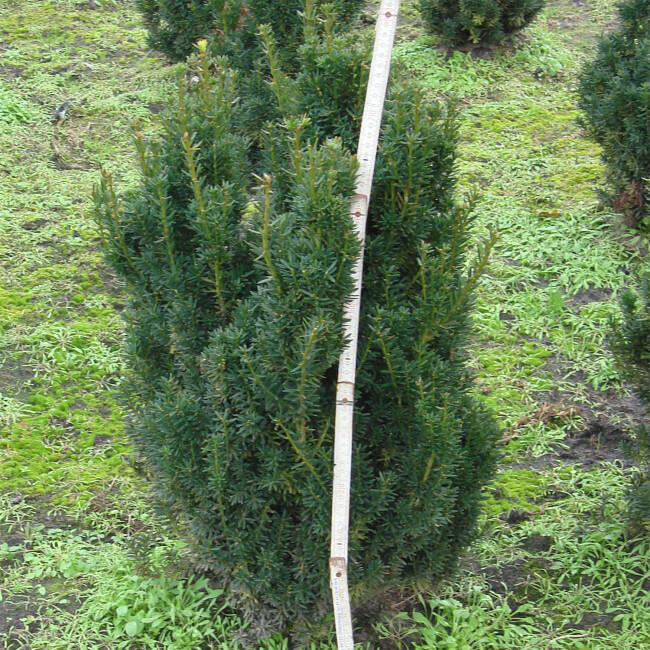 Taxus media Hillii C 3 30-40 cm