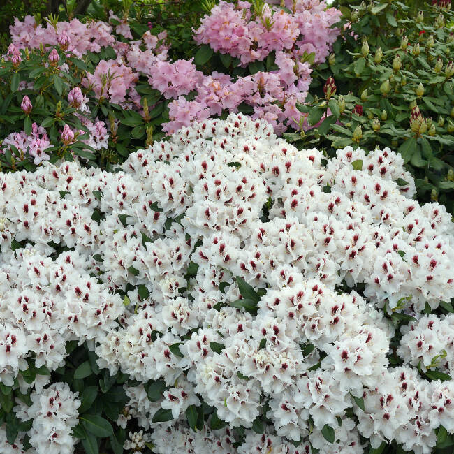 Rhododendron Hybride Hachmann´s Picobello®