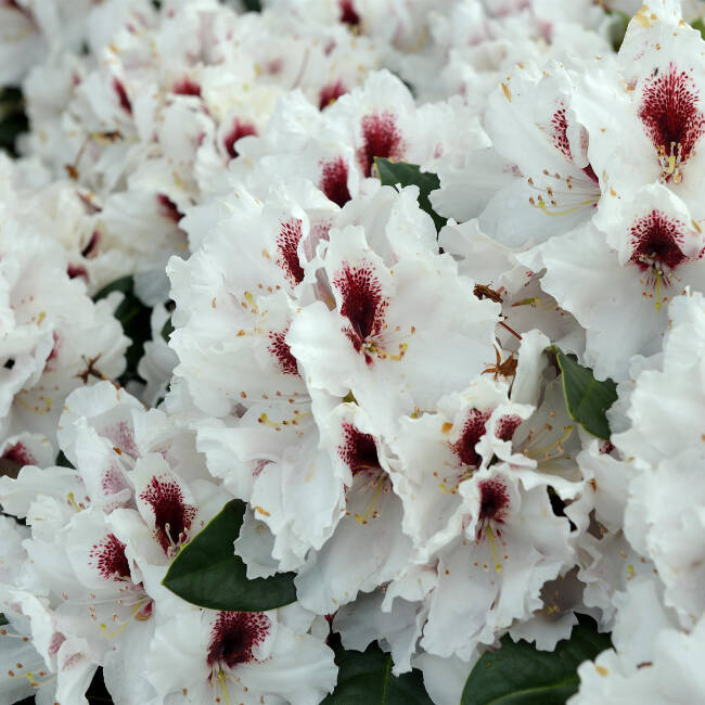Rhododendron Hybride Hachmann´s Picobello® C3-5 30-40 cm