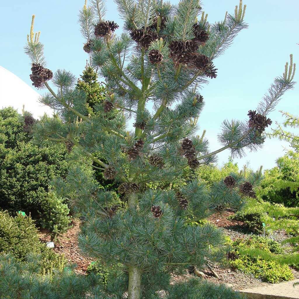Kategorie <b>Nadelbäume u. Koniferen </b> - Blaue Mädchenkiefer 'Glauca' - Pinus parviflora 'Glauca'