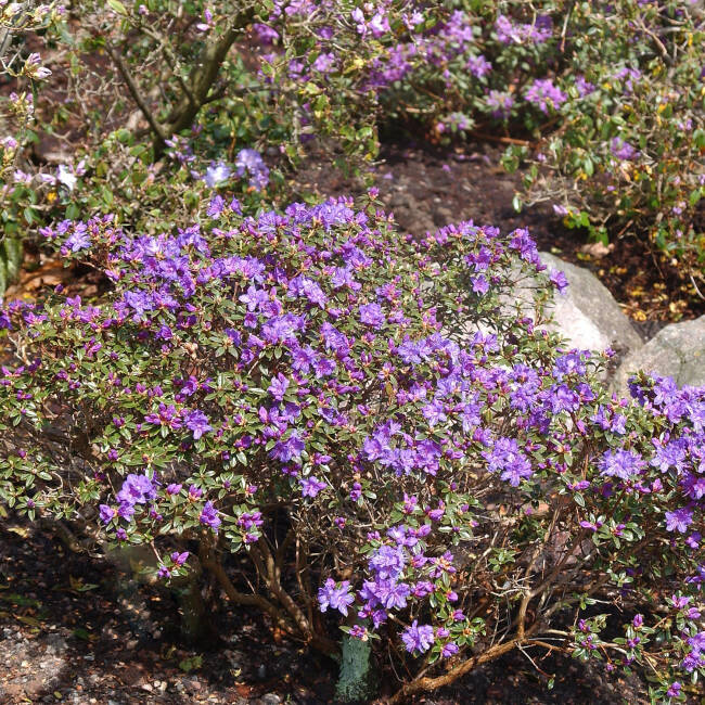 Rhododendron impeditum Saint Merryn