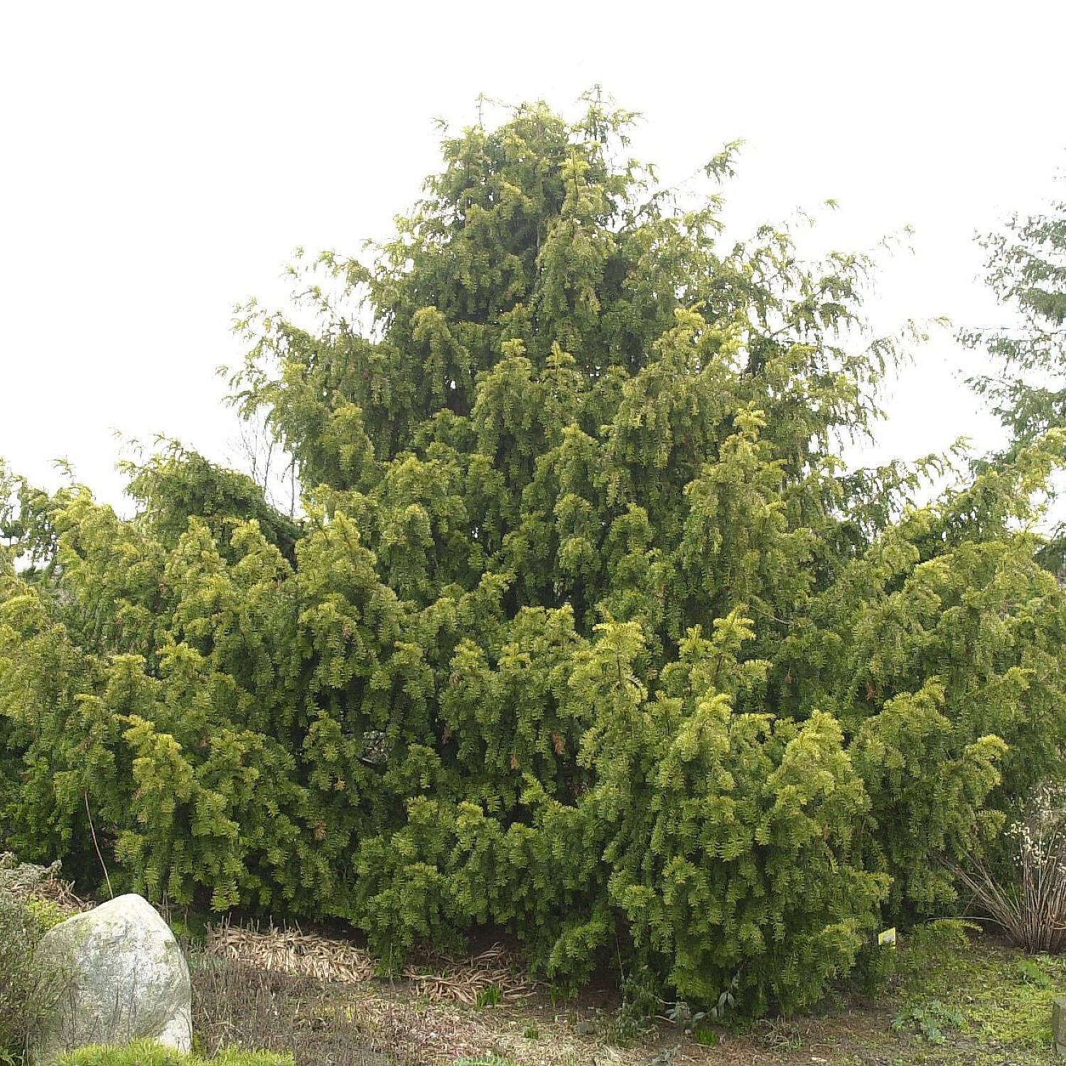 Kategorie <b>Nadelbäume u. Koniferen </b> - Gelbe Adlerschwingen-Eibe 'Dovastonii Aurea' - Taxus baccata 'Dovastonii Aurea'