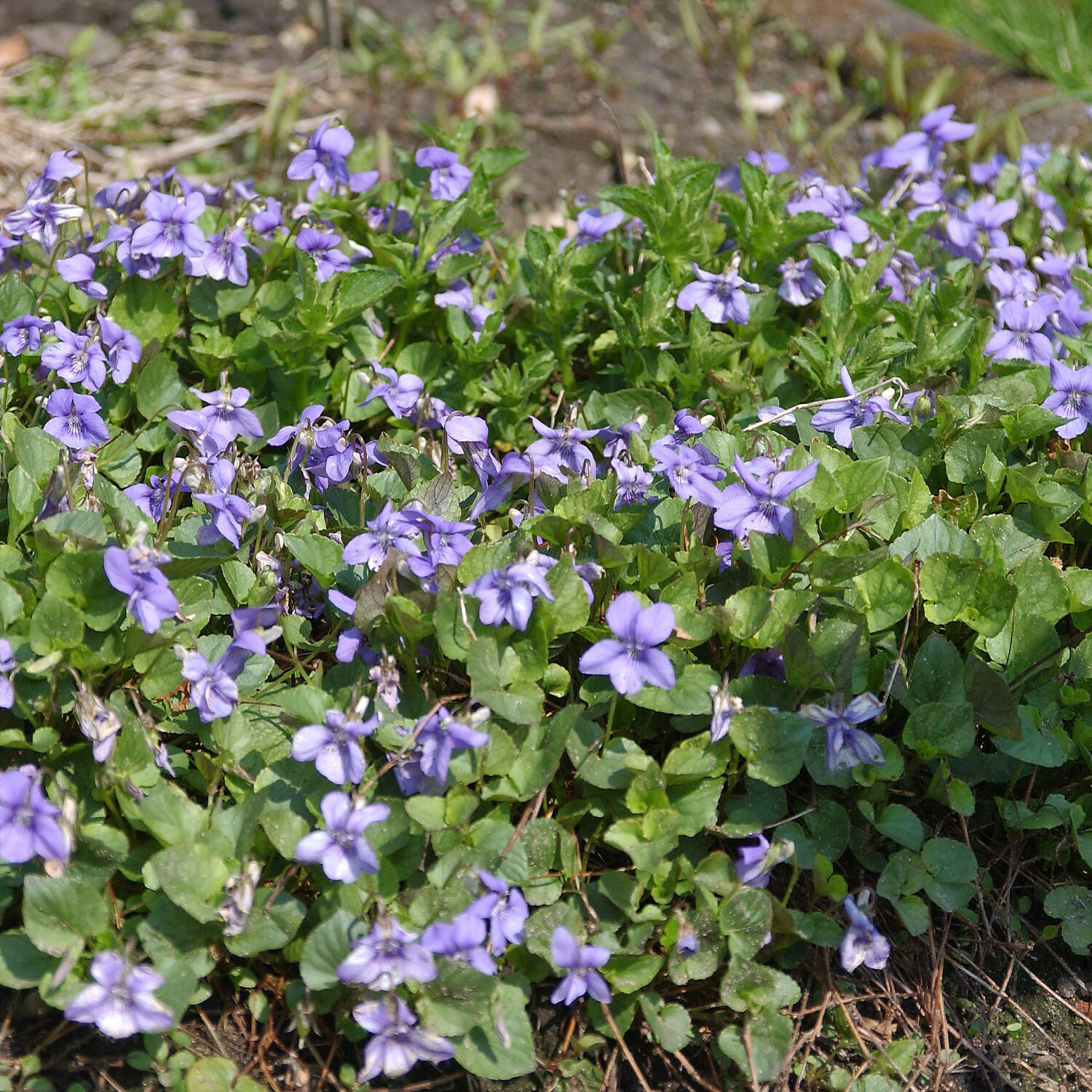  Waldveilchen - Viola reichenbachiana