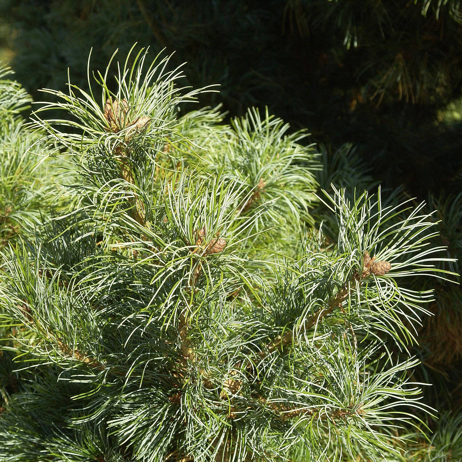 Kategorie <b>Nadelbäume u. Koniferen </b> - Mädchenkiefer 'Schoon´s Bonsai' - Pinus parviflora 'Schoon´s Bonsai'