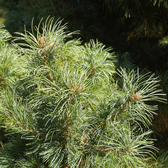 Pinus parviflora Schoon´s Bonsai