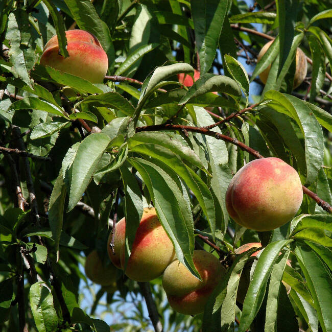 Prunus persica 'Roter Ellenstädter'