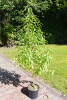 Prunus persica Roter Ellenstädter C 7,5 Sth 80 cm