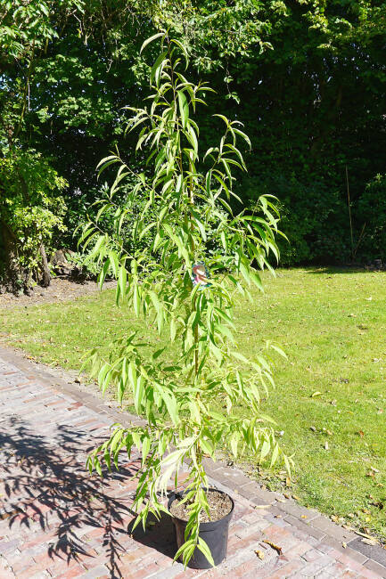 Prunus persica Kernechter vom Vorgebirge C 7,5 Sth 80 cm