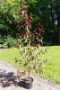 Prunus persica Rubira C 7,5 Sth 80 cm