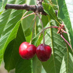 Prunus avium Büttners Knorpelkirsche