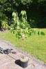 Prunus avium Büttners Knorpelkirsche C 7,5 Sth 80 cm